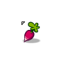 Radish