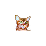 American Short Hair Cat